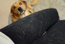 Cómo quitar pelos de perro de la ropa cómo quitar pelos de perro