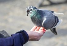 Cómo limpiar caca de paloma en la ropa Limpiar caca de paloma de la ropa